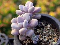 아메치스 자연군생 G3226 다육식물