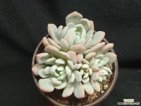 입전자연군생 다육식물