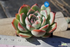 실루엣 다육식물