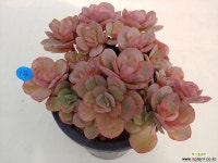 수연13 다육식물