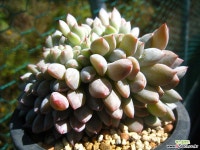 성영철화1019 다육철화