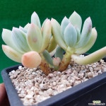 청성미인(2) 다육식물