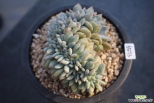 6573. 라우린제(철화) 다육식물