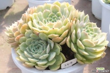 온슬로우 중품군생349 다육식물