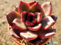 파이어폭스 특071 다육식물