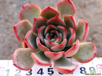 파이어폭스072 다육식물