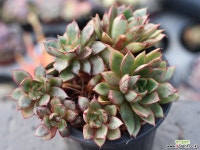 아즈타로즈 군생 S0363 다육식물