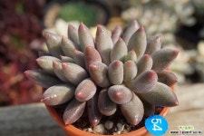 엔젤스핑거레드 다육식물