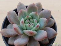 아리엘 321 다육식물