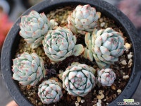 정야 군생 S0352 다육식물