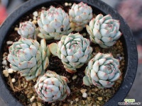 정야 군생 S0352 다육식물