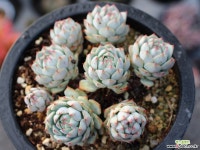 정야 군생 S0352 다육식물