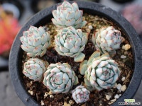 정야 군생 S0352 다육식물