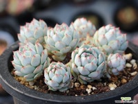 정야 군생 S0352 다육식물