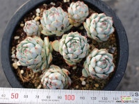 정야 군생 S0352 다육식물