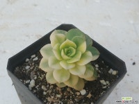 니크셔나금 다육식물