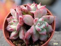 원종콜로라타 군생 S0359 다육식물