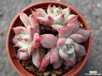 원종콜로라타 군생 S0359 다육식물