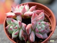 원종콜로라타 군생 S0359 다육식물