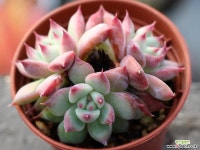 원종콜로라타 군생 S0359 다육식물