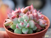 원종콜로라타 군생 S0359 다육식물