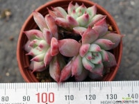 원종콜로라타 군생 S0359 다육식물