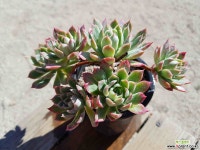 블랫블루아나 (중품)(목질)(자연군생) 286 1019 다육식물