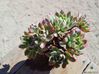 블랫블루아나 (중품)(목질)(자연군생) 286 1019 다육식물