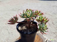 블랫블루아나 (중품)(목질)(자연군생) 286 1019 다육식물