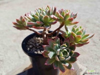 블랫블루아나 (중품)(목질)(자연군생) 286 1019 다육식물