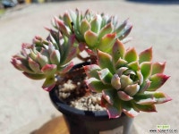 블랫블루아나 (중품)(목질)(자연군생) 286 1019 다육식물