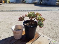 블랫블루아나 (중품)(목질)(자연군생) 286 1019 다육식물