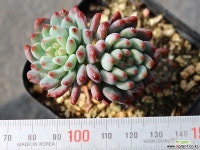 블루엘프 목대 군생 S0400 다육식물