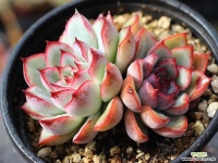 프리린제 군생 S0409 다육식물