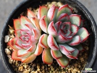 프리린제 군생 S0409 다육식물