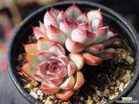 프리린제 군생 S0409 다육식물