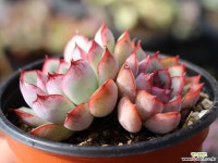 프리린제 군생 S0409 다육식물