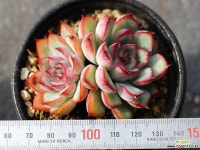 프리린제 군생 S0409 다육식물