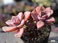 연봉 군생 S0435 다육식물