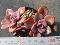 연봉 군생 S0435 다육식물