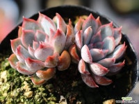 오리온 군생 S0451 다육식물