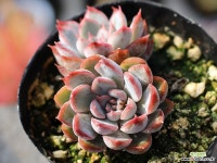 오리온 군생 S0451 다육식물