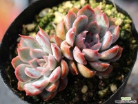 오리온 군생 S0451 다육식물