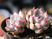 오리온 군생 S0451 다육식물