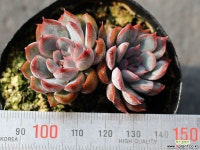 오리온 군생 S0451 다육식물