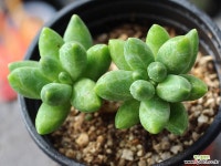 천대전송 목대 S0462 다육식물