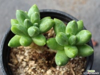 천대전송 목대 S0462 다육식물