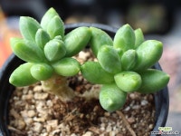 천대전송 목대 S0462 다육식물