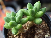 천대전송 목대 S0462 다육식물