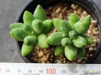 천대전송 목대 S0462 다육식물